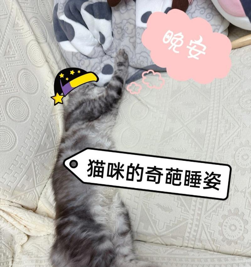 揭秘猫咪睡姿（探索你家猫咪的性格密码，解读睡姿为你解密）