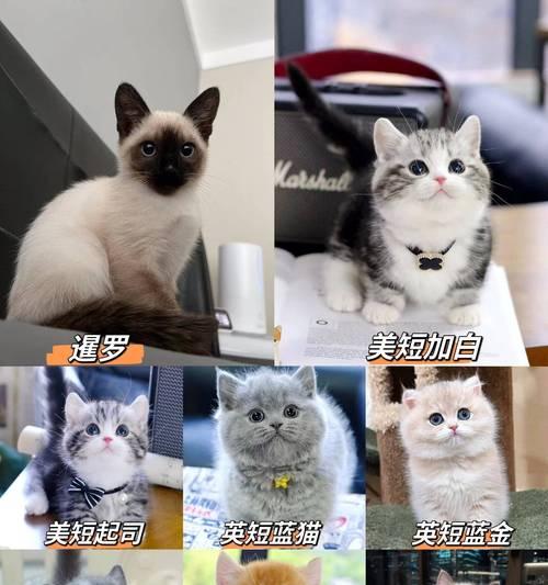 养一只英短蓝猫需要花多少钱？（分析养猫的过程和花费）