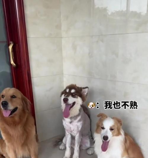 打造阿拉斯加犬完美造型