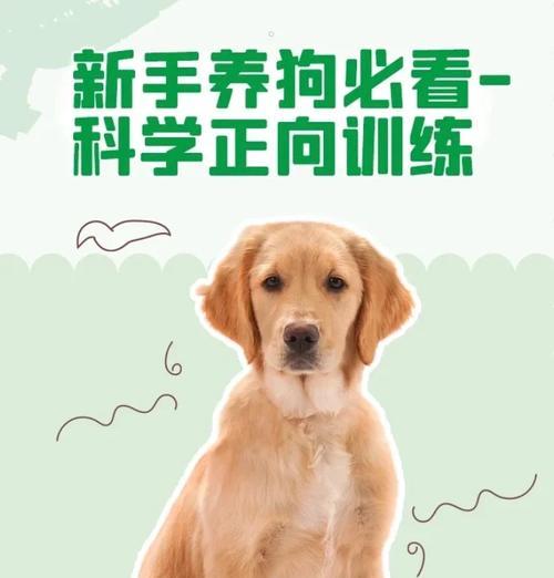 新手养狗，狗狗得了犬瘟热怎么办？（如何应对新手养狗遇到的犬瘟热问题）