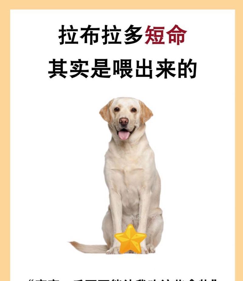 适合新手的大型犬品种选择（选择养犬的关键因素及建议）