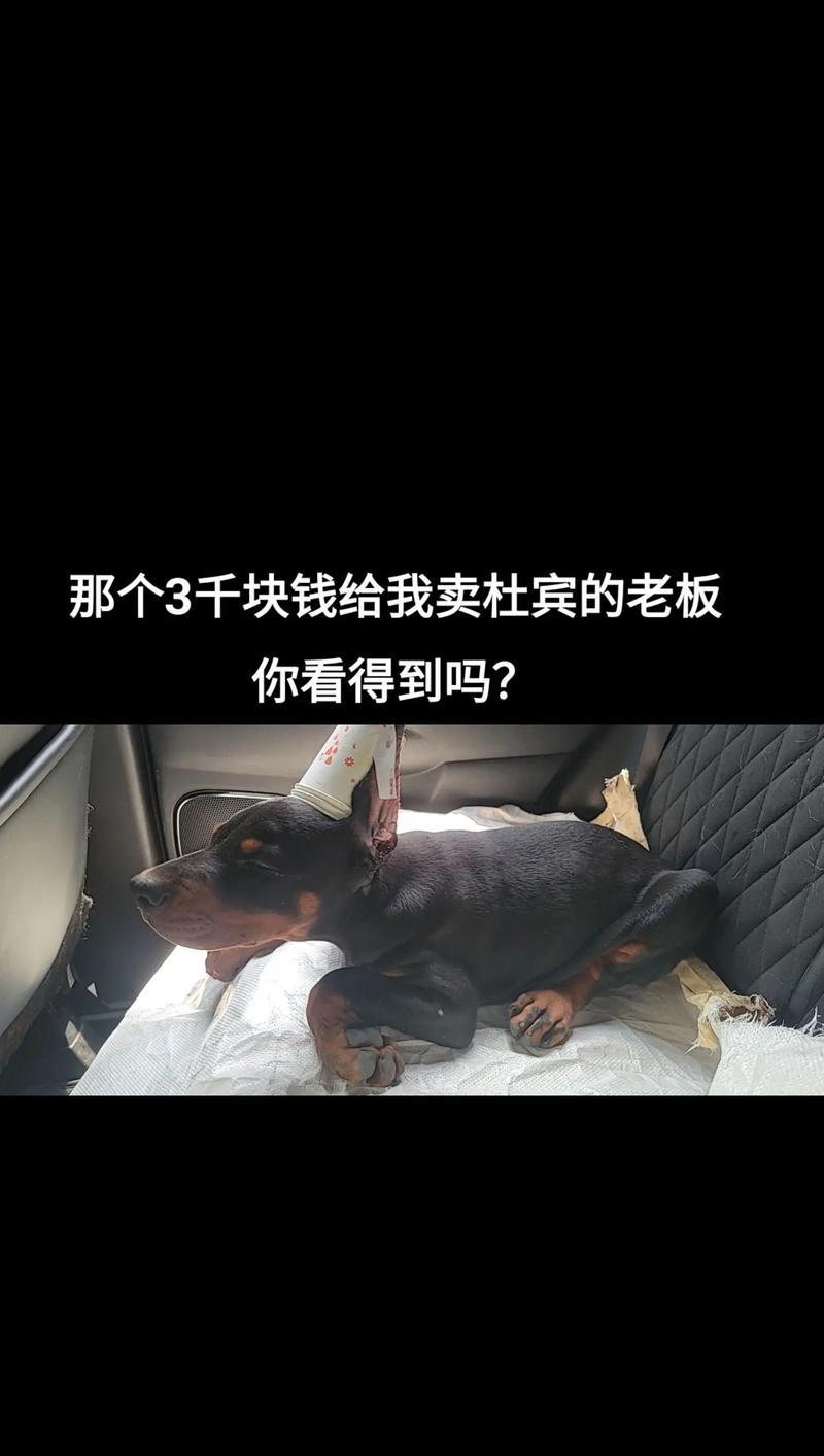 杜宾犬（为何杜宾犬很少受到人们的青睐？）