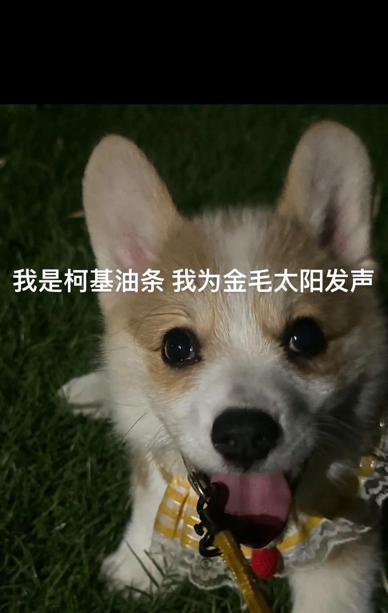 金毛犬不吃饭的原因及解决办法（探寻金毛犬不吃饭的原因，找到适合它的饮食方式）