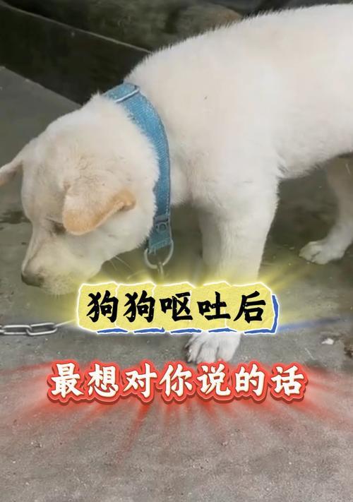 狗狗呕吐的类型及判断方法（了解狗狗呕吐的不同类型及如何判断）