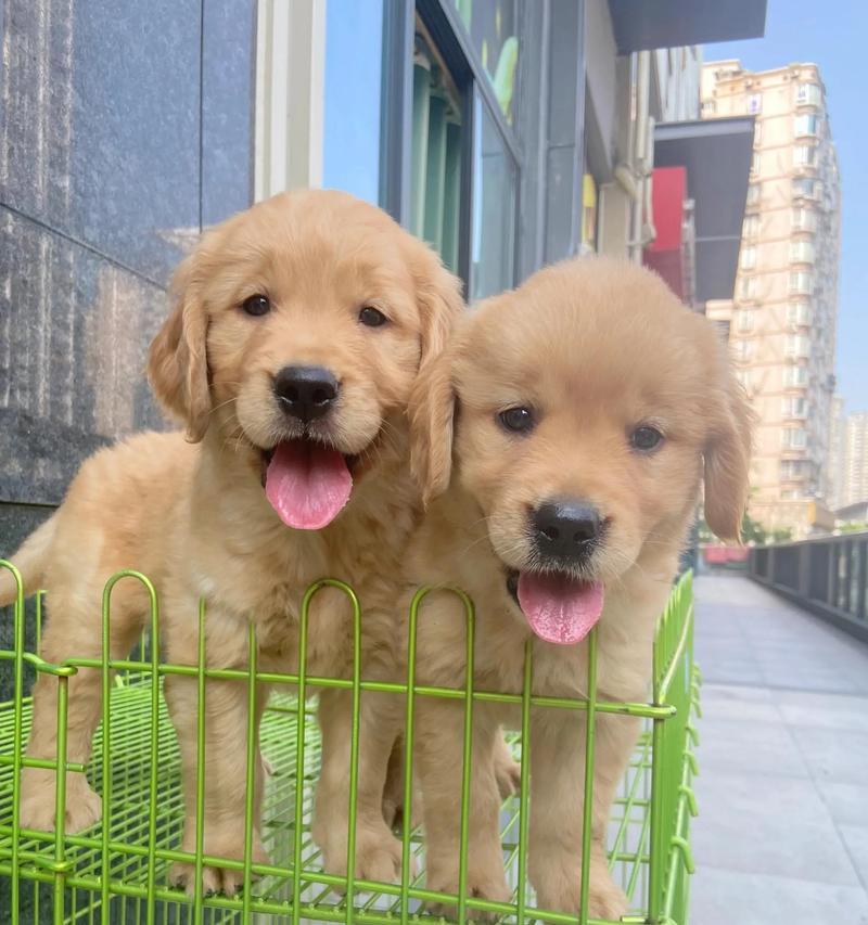 小金毛幼犬的合理饮食安排（以幼犬期的小金毛适合吃些什么？）