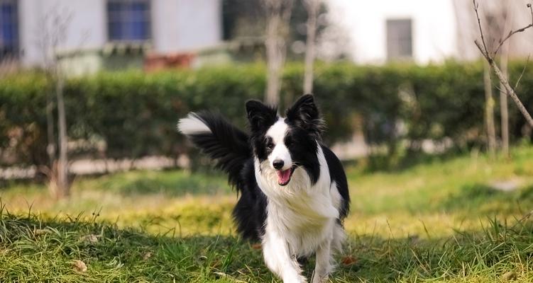 边境牧羊犬（聪慧、忠诚、勇敢，这就是边境牧羊犬）