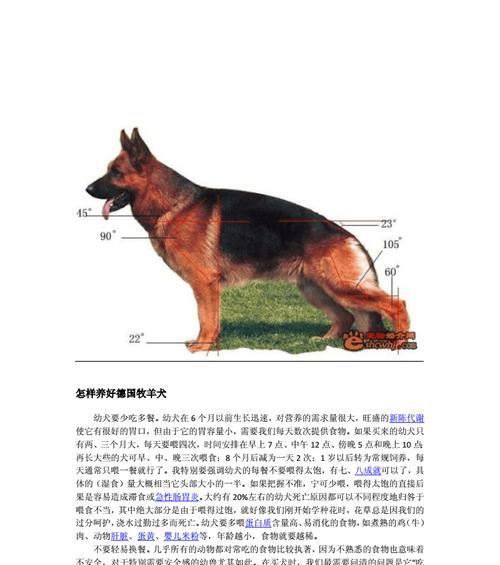 饲养3个月大德国牧羊犬的全面指南（培养健康快乐的德国牧羊犬宝宝，）