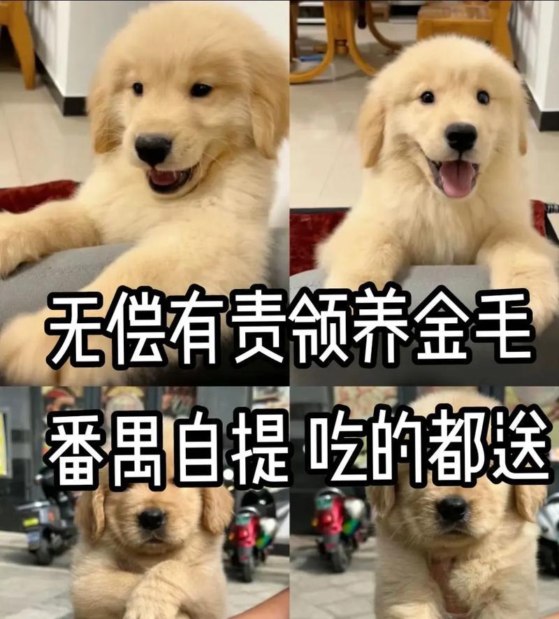 如何延长金毛犬的寿命（科学养护与关爱让金毛犬健康长寿）