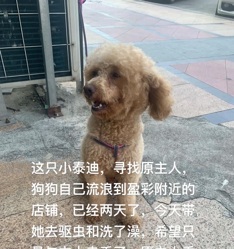 泰迪犬该驱虫了！6个表现提醒你（了解泰迪犬有虫的六个迹象及其解决方法）