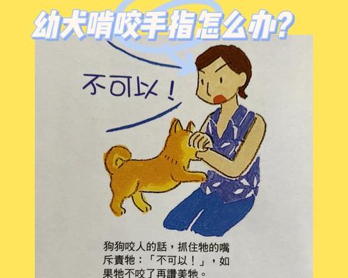 如何帮助柴犬恢复胃口（探索背后原因，解决饮食问题，使宠物健康成长）