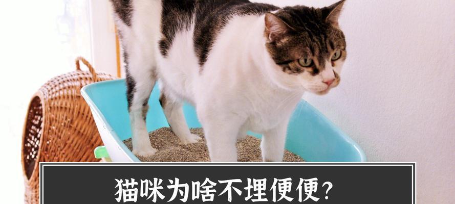 揭秘猫咪糊糊便便的原因（探索猫咪健康的关键——糊糊便便）