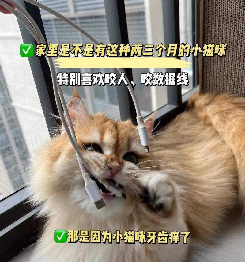 猫咪的魅力无法抗拒（探索人类对猫的喜爱和依赖）