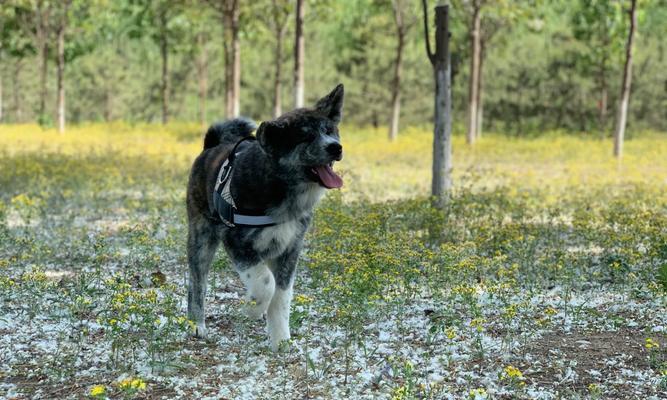 为什么养秋田的人少？（探究秋田犬养育的挑战和限制）