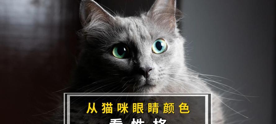 猫的多样色彩（探究猫咪毛色的形成原因和遗传规律）