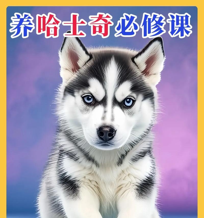 哈士奇狗犬最迷人的毛色（探究哈士奇不同毛色的吸引力及选择）