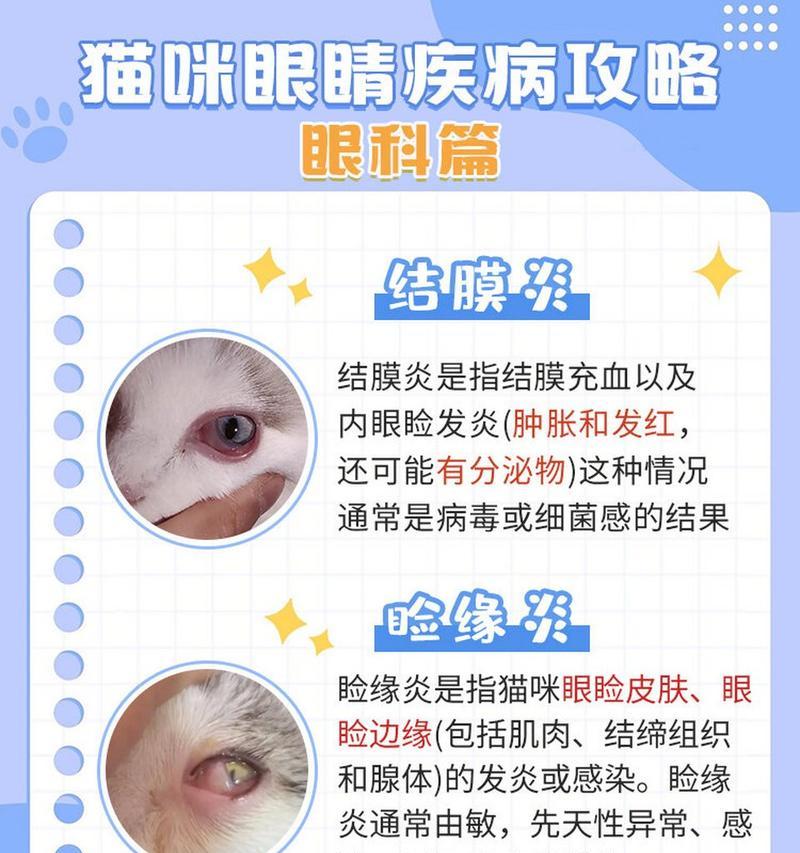 猫的眼睛成长之谜（揭秘猫什么时候完全睁眼睛的奥秘）