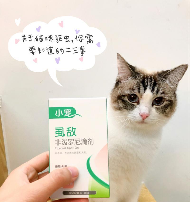 购买猫咪前需要知道的事项（掌握这些关键点，让你的猫咪生活更美好）