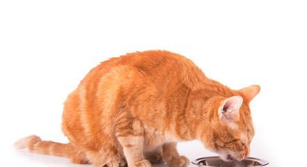 猫吃了什么会变色？（揭秘猫咪食物与毛发颜色的关系）