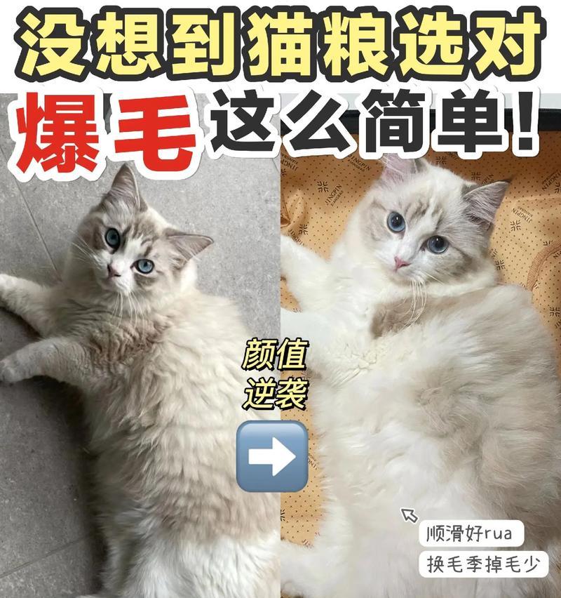 如何为你的布偶猫取个合适的名字（从特点、性别、个性和外貌出发，给你的布偶猫取个与众不同的名字）