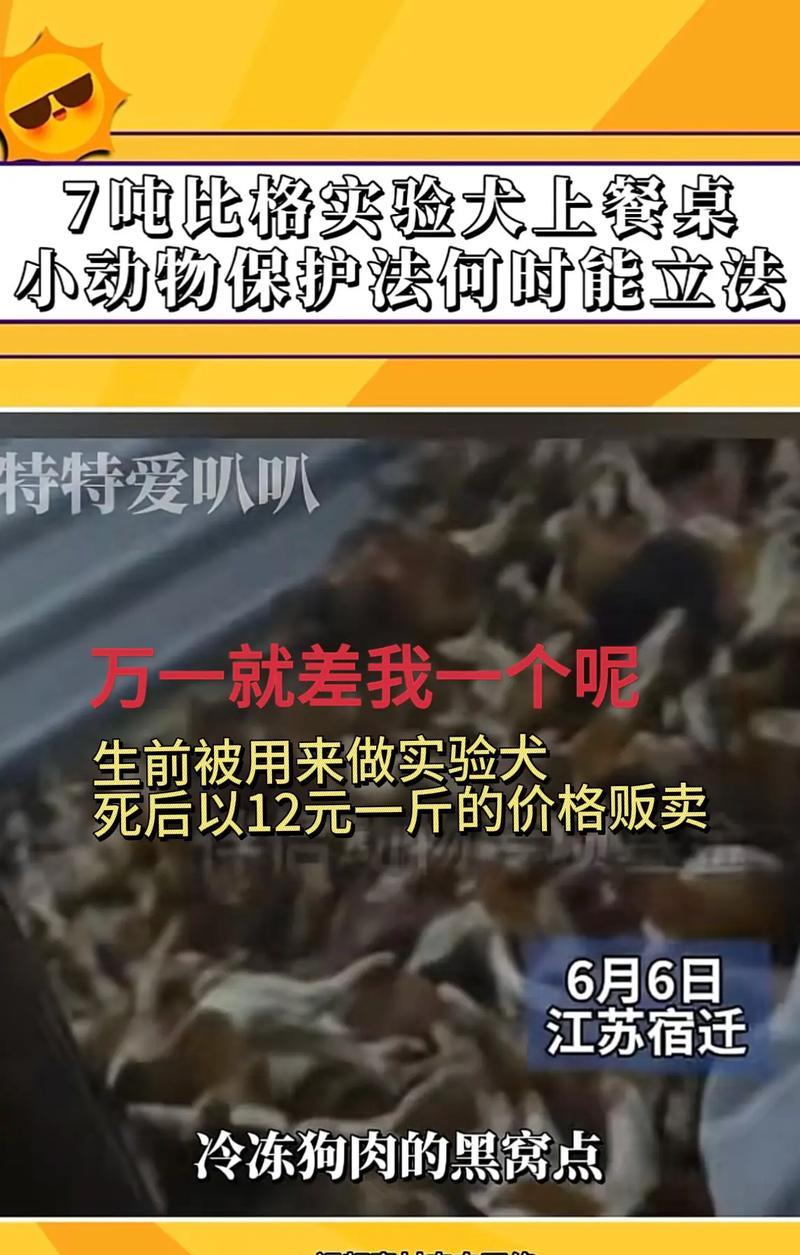 比格犬在实验中的重要性（探究为何选择比格犬进行实验研究）