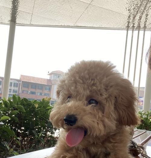 关笼对狗狗的负面影响（揭秘关笼的危害与负面影响）