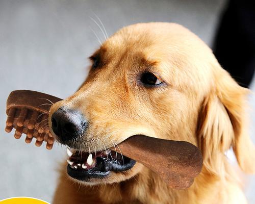 如何选择适合金毛幼犬咬的牌子？（了解关键牌子，让金毛宝宝咬得开心）