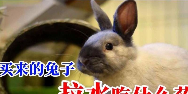 宠物突吃什么药？（为你的宠物选择合适的药品）