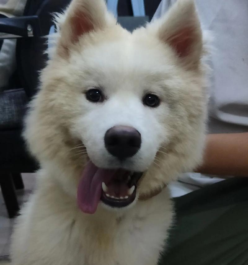 萨摩耶幼犬疫苗接种指南（养犬初学者必看，让你的萨摩耶宝宝健康成长）