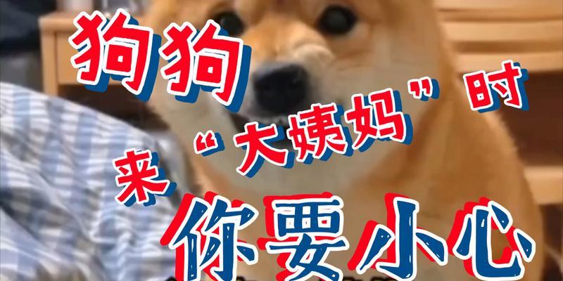狗狗大姨妈的一切（了解狗狗大姨妈的特征和处理方法）