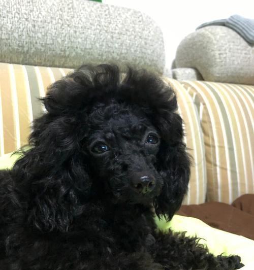 以黑泰迪能生什么颜色？（黑色基因在泰迪犬繁殖中的作用）