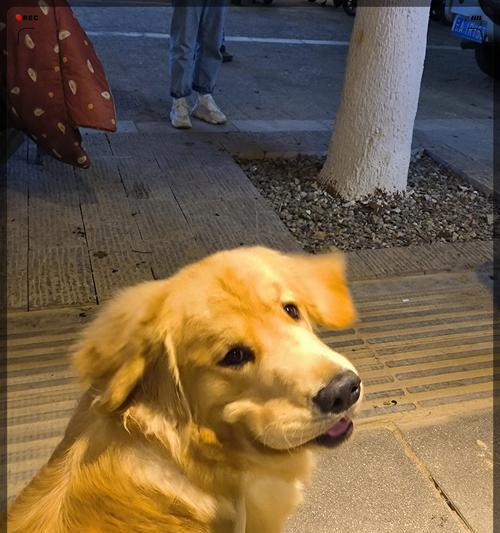 金毛犬的发毛时间及特点（了解金毛犬的毛发生长周期和表现）