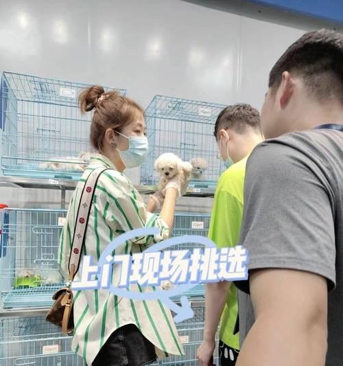 购买宠物狗的手续及必备文件（宠物店购狗手续详解，让您无忧带狗回家）