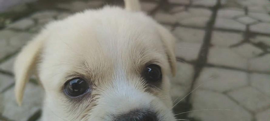 幼犬刚到家为何不吃东西？（探究幼犬不吃东西的原因及应对方法）