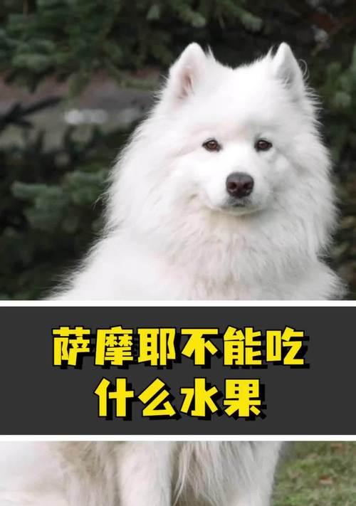 一岁萨摩耶吃什么药？（了解适用于一岁萨摩耶的常见药物及用法）