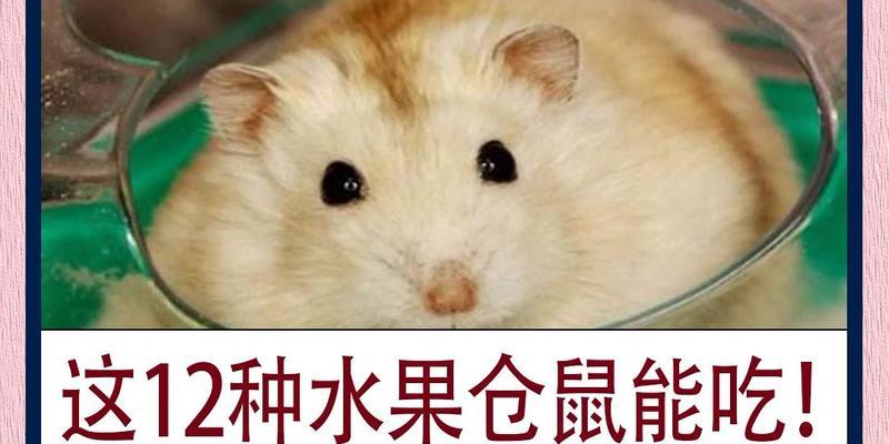 仓鼠的食物和开销（探索仓鼠的饮食习惯和经济成本，为您的宠物提供合适的食物）