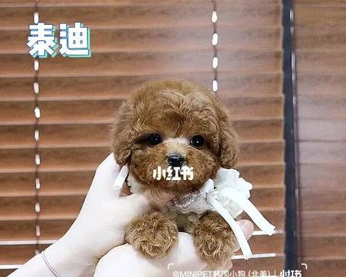 泰迪价格表详解（了解泰迪犬的市场价格及相关因素）