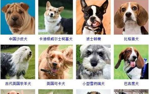 给黑色拉布拉多取名字需要注意什么？（一只合适的名字能为黑色拉布拉多带来更多的欢乐与幸福）