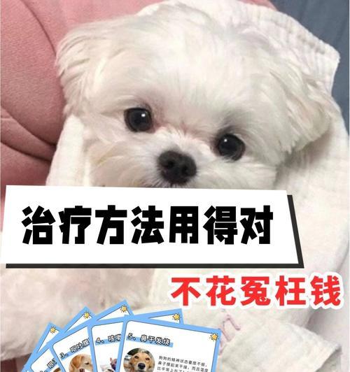 狗吐后应该吃什么药（宠物医生推荐的治疗狗吐药品及注意事项）