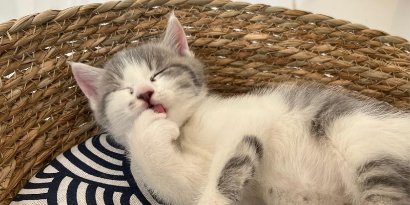 满月小猫的营养膏选择指南（以什么为主的满月小猫营养膏更适合？）