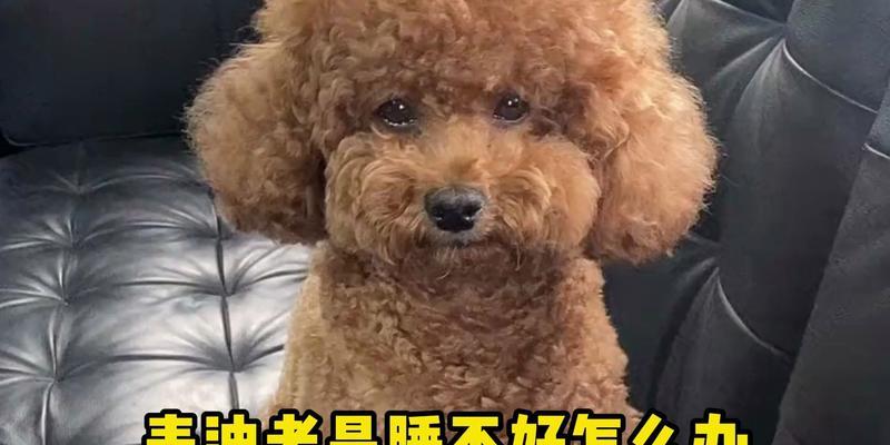 泰迪为何有皮屑问题？（了解泰迪皮屑问题的原因和解决方法）