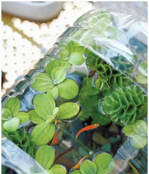 打造理想的水草缸（探索水草缸养殖所需设备及其关键性能）