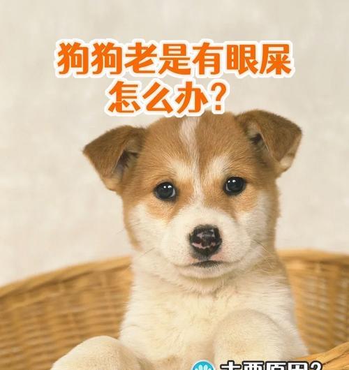 小金毛为什么老有眼屎？（了解问题根源，给爱宠更好的眼部护理）