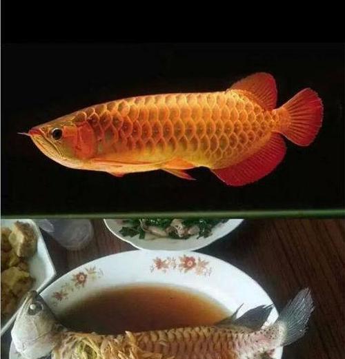 银龙鱼的饮食习性及适宜饲料选择（探索银龙鱼的营养需求和最佳饲养实践）