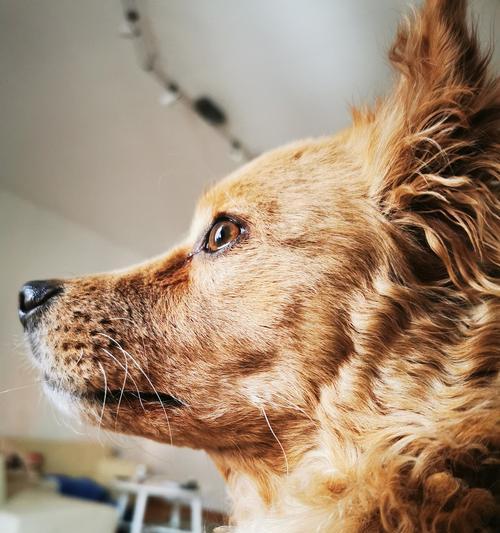 初期犬瘟的症状（犬瘟病初期的体征及其影响）