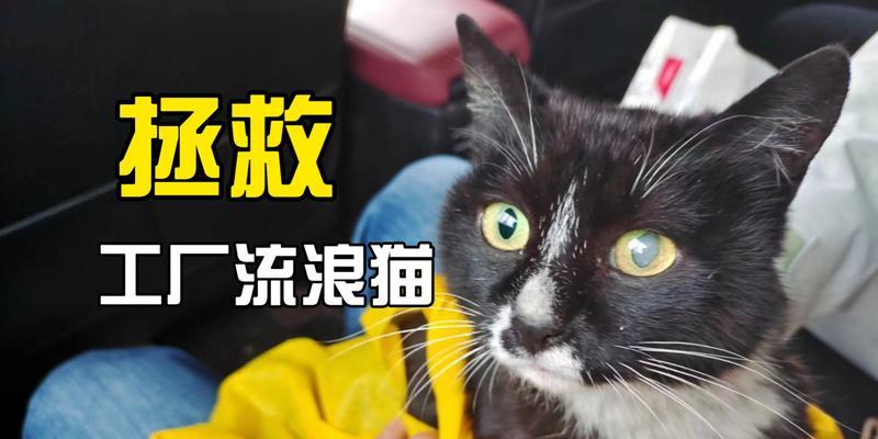 小猫去医院检查情况，原来是什么东西？（探寻小猫身体异样的根源，医生帮助揭开谜团）