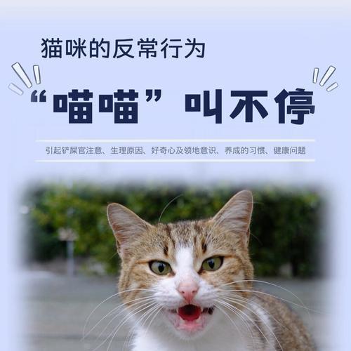 小猫的叫声与行为习性（解读小猫叫声的含义及其对行为的影响）