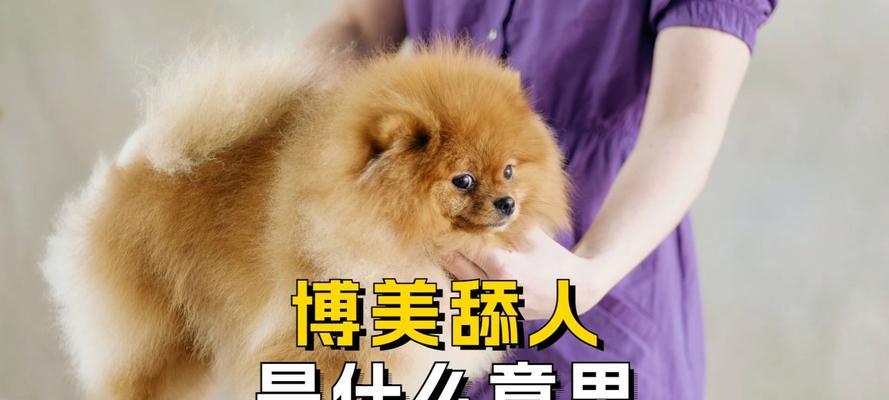 狗舔人行为的意义剖析（以狗舔人代表什么，为我们传递了怎样的信息？）