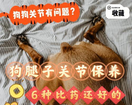老年犬关节炎，如何选择合适的钙片？（为你的老年犬挑选最佳的钙片）