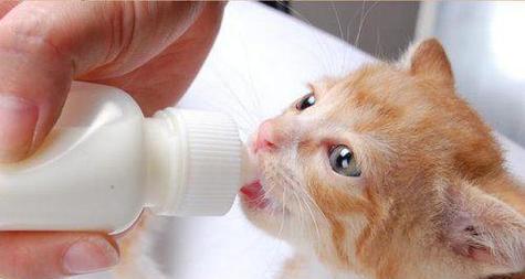 小猫还没断奶，吃什么？（了解小猫断奶前后的饮食需求及适合的食物）