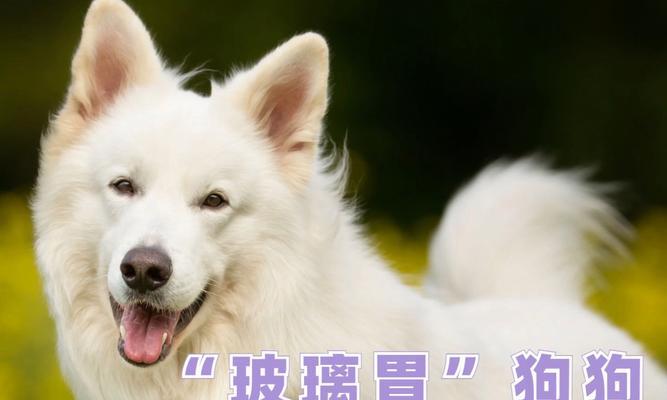 小狗可以吃东西的时间是什么情况？（了解小狗进食的周期和需要注意的事项）